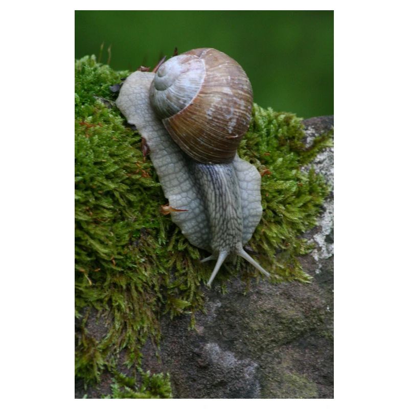 Le murmure de l’escargot dans la mousse