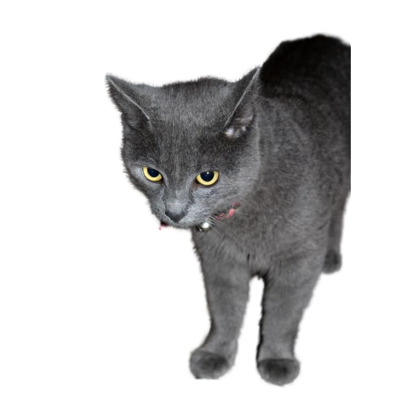 Katze schwarz grau