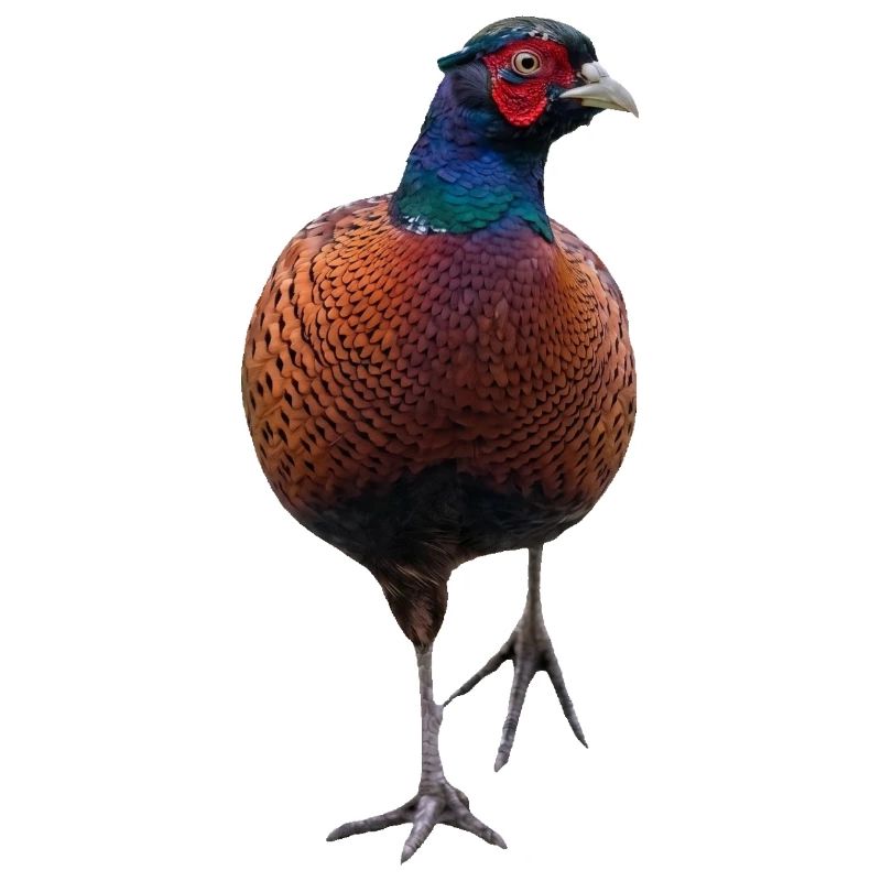Pheasant with raised leg