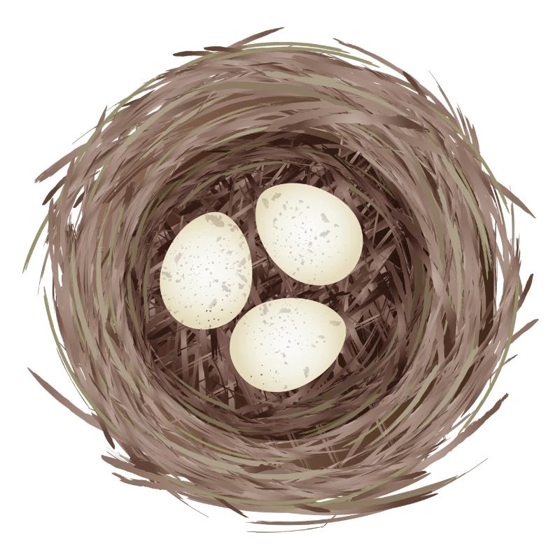 Bird's Nest with Three Eggs – Natural Illustration