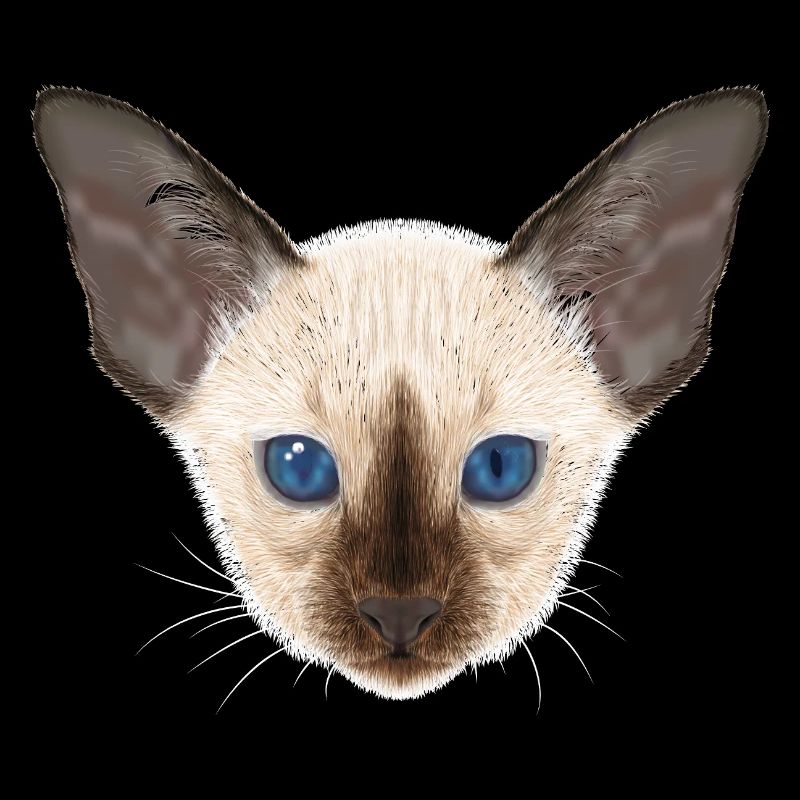 Siamese cat