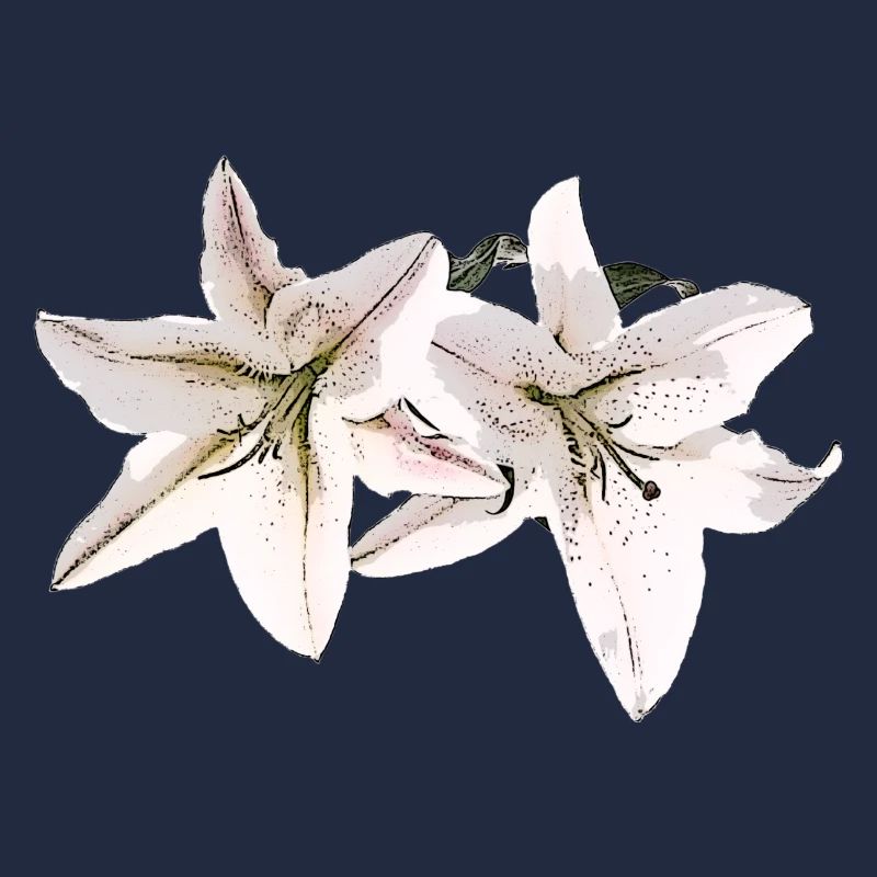 Lily / Lilium / Lily
