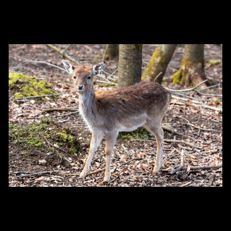 Damhirsch Damwild Dama