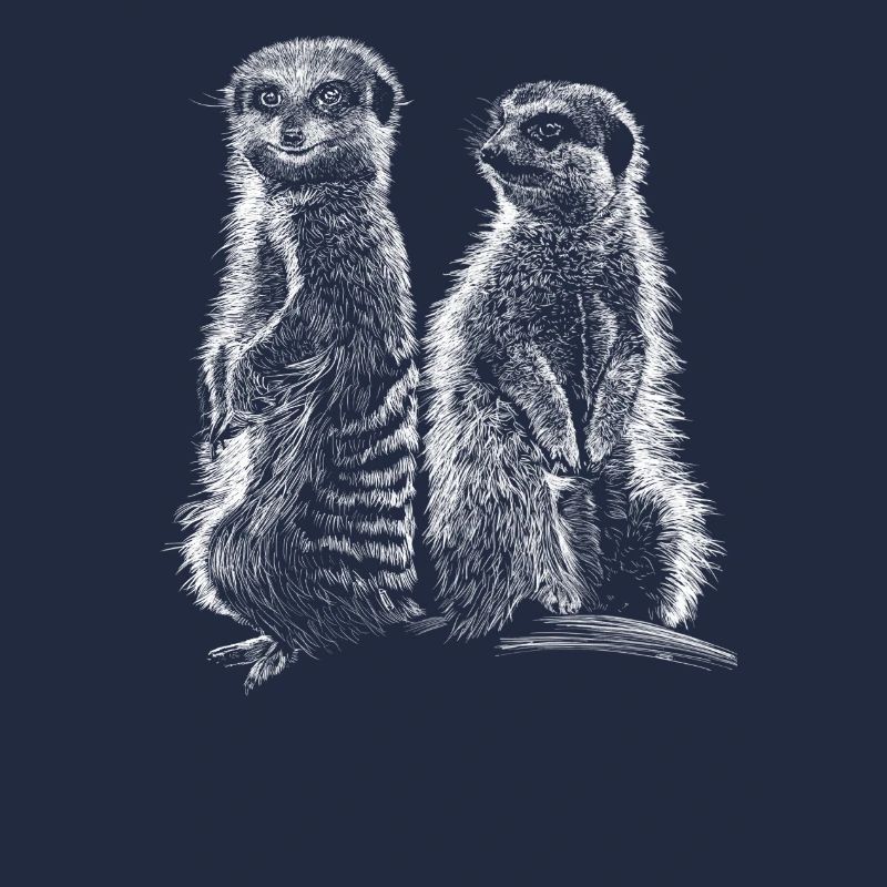 Meerkats