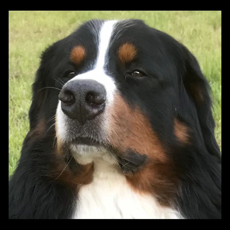 Bernese Mountain Dog