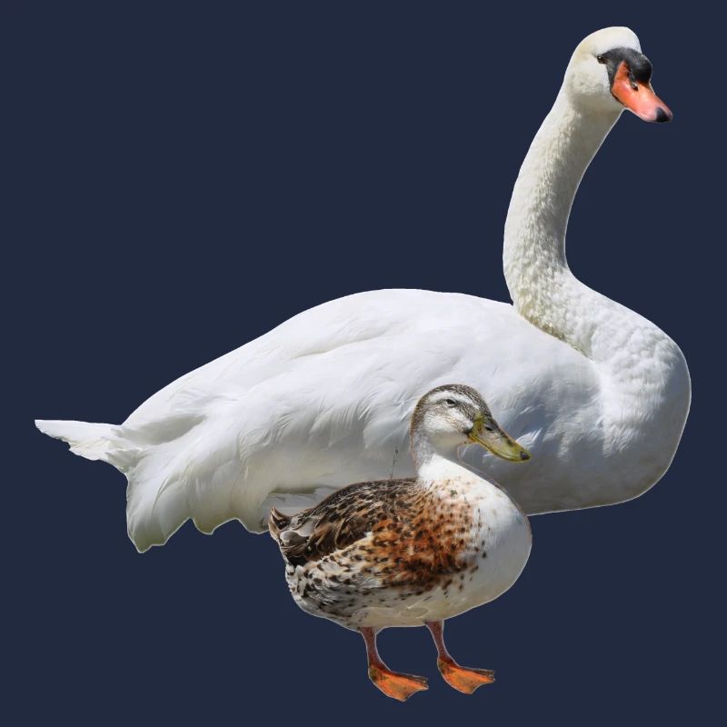 Schwan