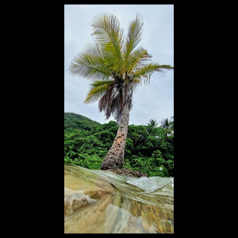 Palm Trees Turned Towards the Sky Nature