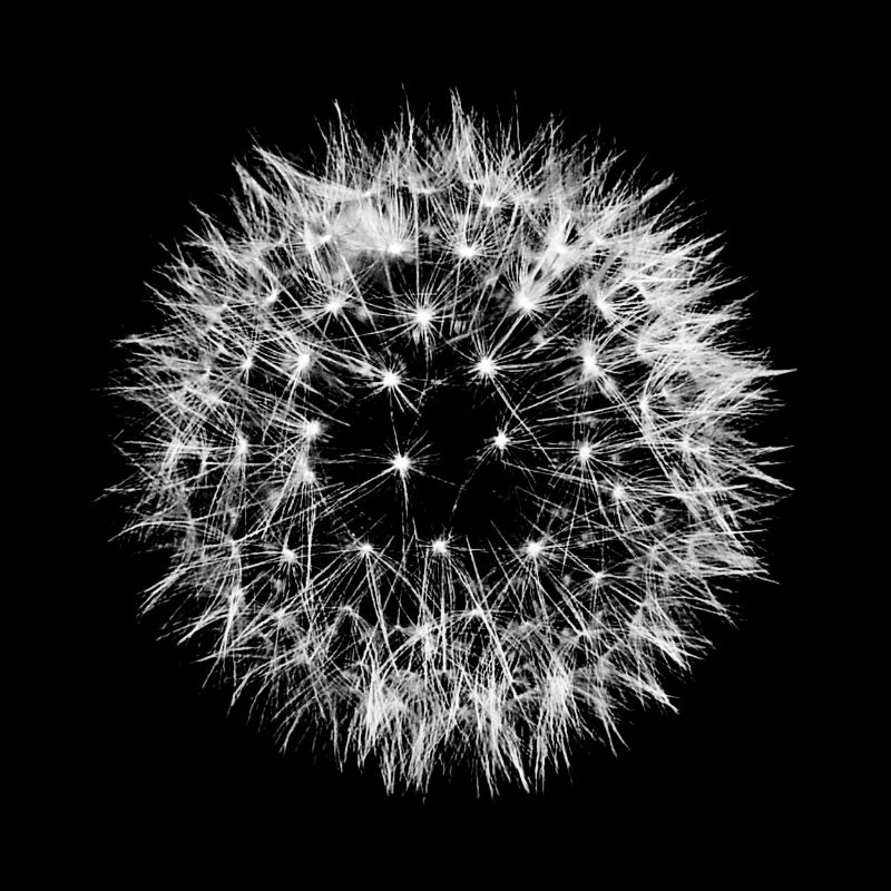 Pusteblume Kugel Löwenzahn schwarz weiß rund kreis