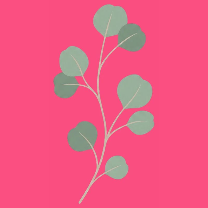 Eucalyptus Leaf Sprig