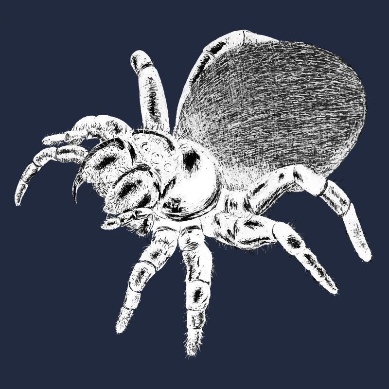 Araignée - Insecte