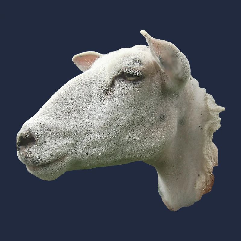 Schafkopf