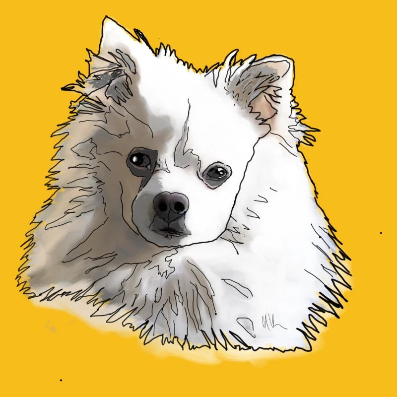 Spitz