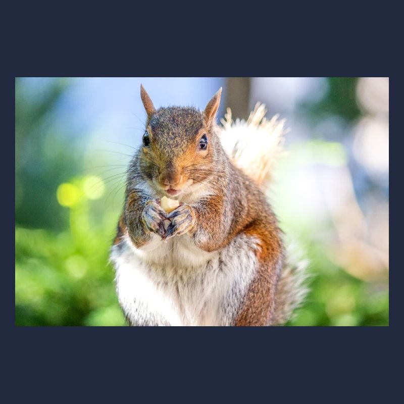 Eating Grey squirrel Grauhörnchen