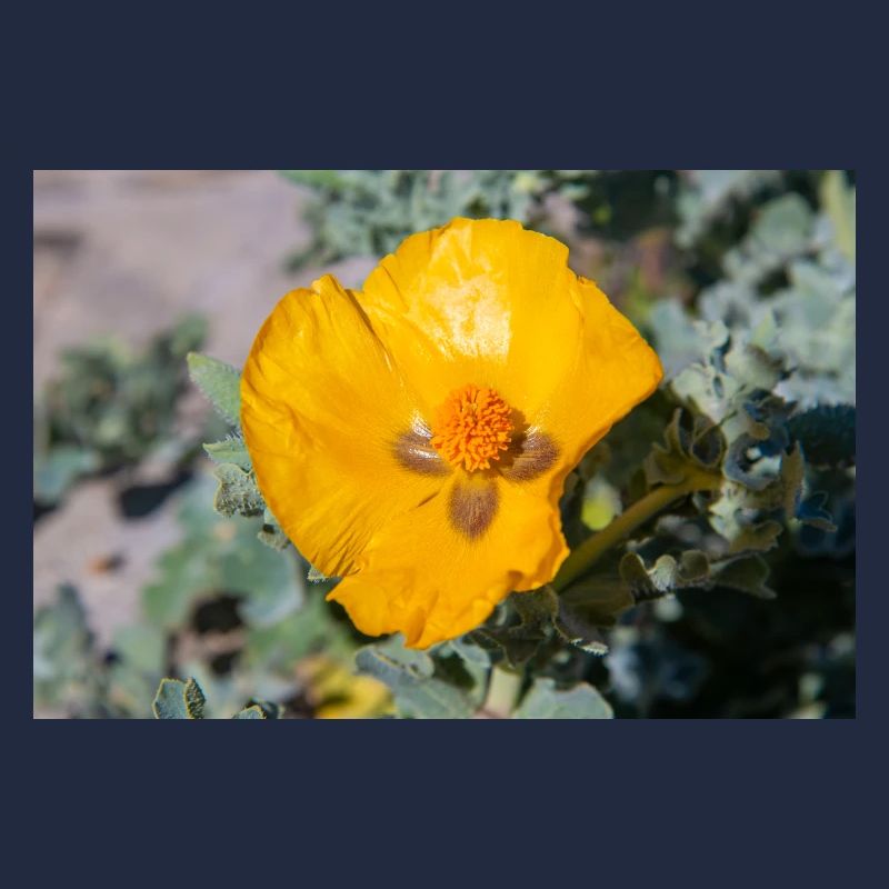 Hornmohn auch Hornmohn oder Seemohn (Gelber