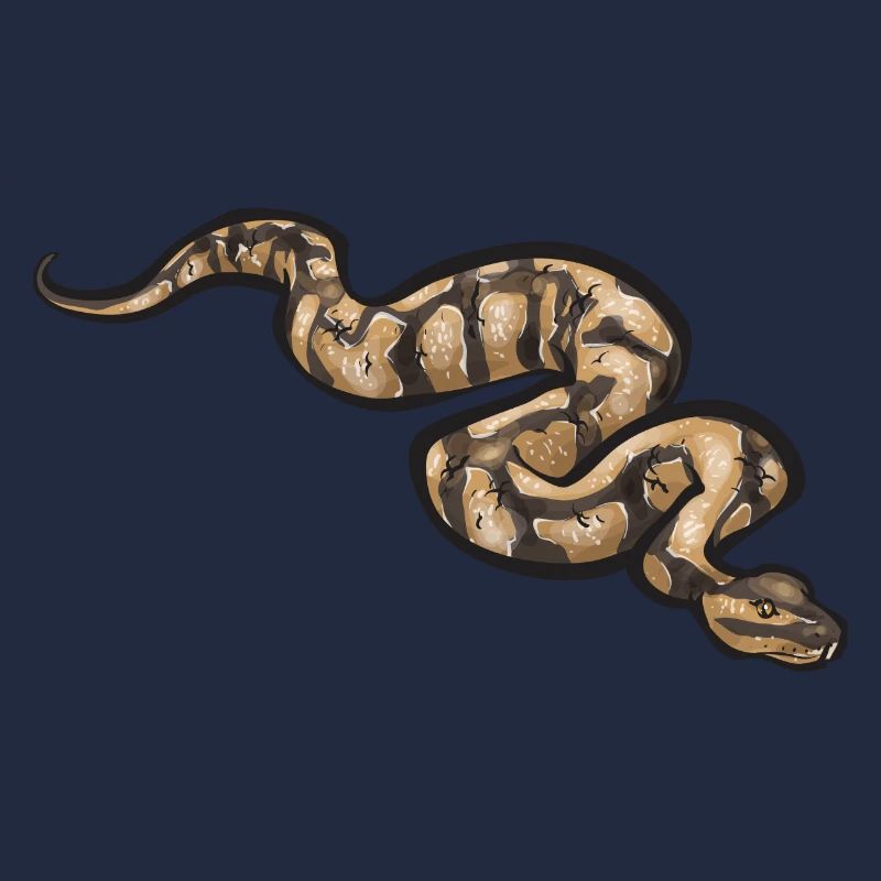 Ball Python Schlange Königspython