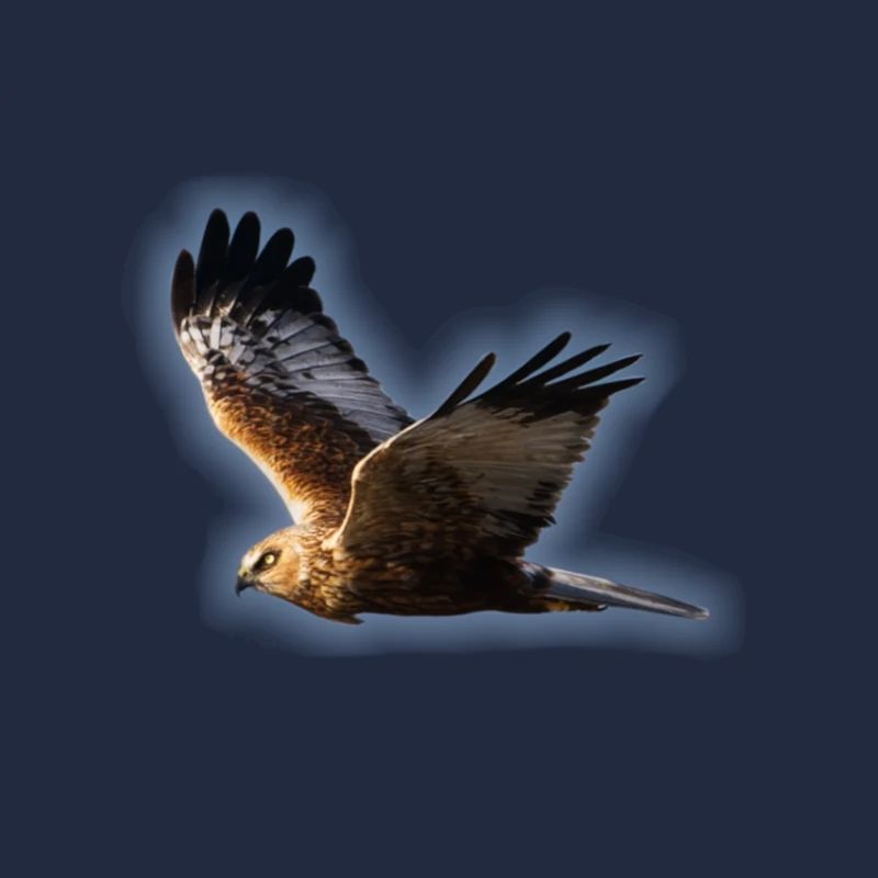 Harrier Marsh