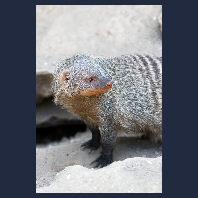 Gebänderte Manguste oder Zebramanguste