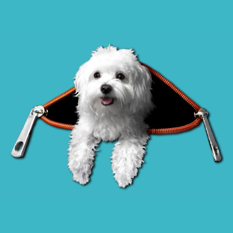 Maltese