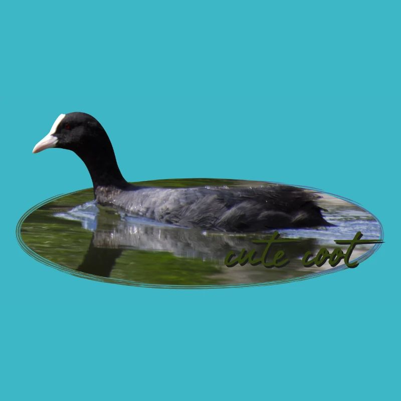 Blässhuhn Wasservogel Vogel