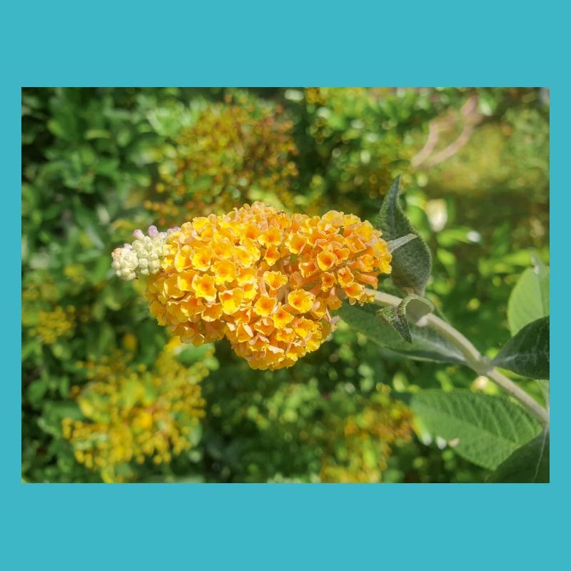 buddleia, buisson de papillons ou lilas d’été 'Sungold'