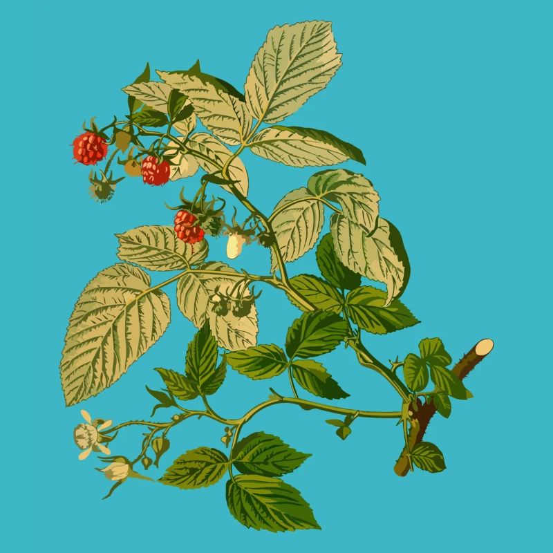 raspberry rasperry fruit veggie vegetable fruits1