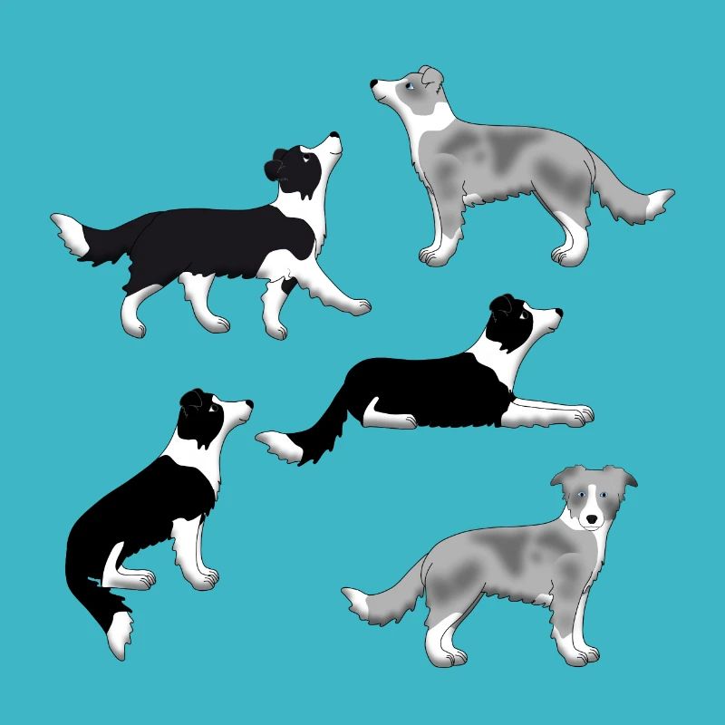 Border Collie selection