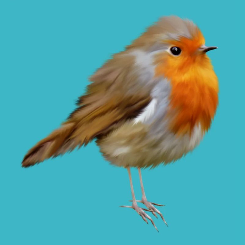 Rouge-gorge Robin