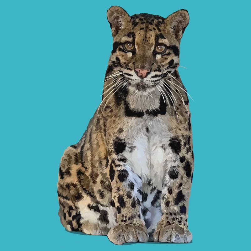 Clouded leopard