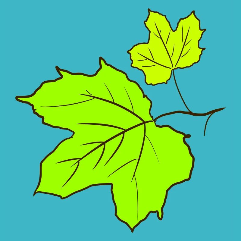Feuille d’érable / Maple feuilles dessin. Jaune, vert.