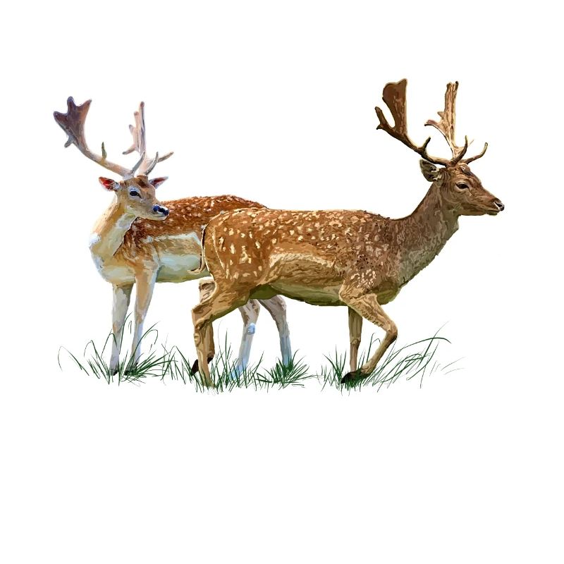 cerf