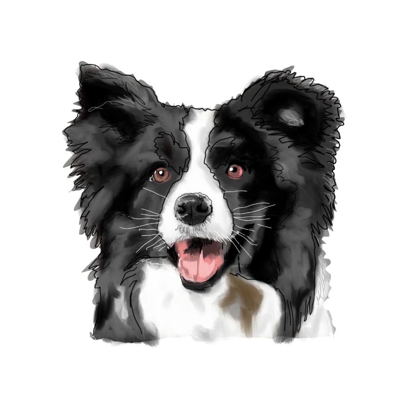 Border Collie