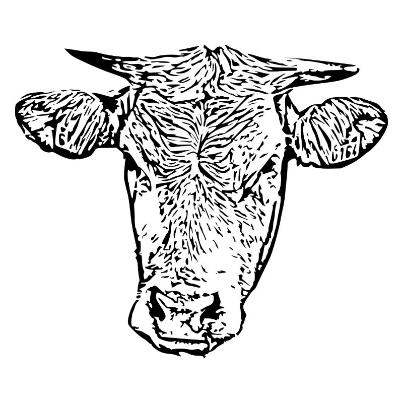 Vache