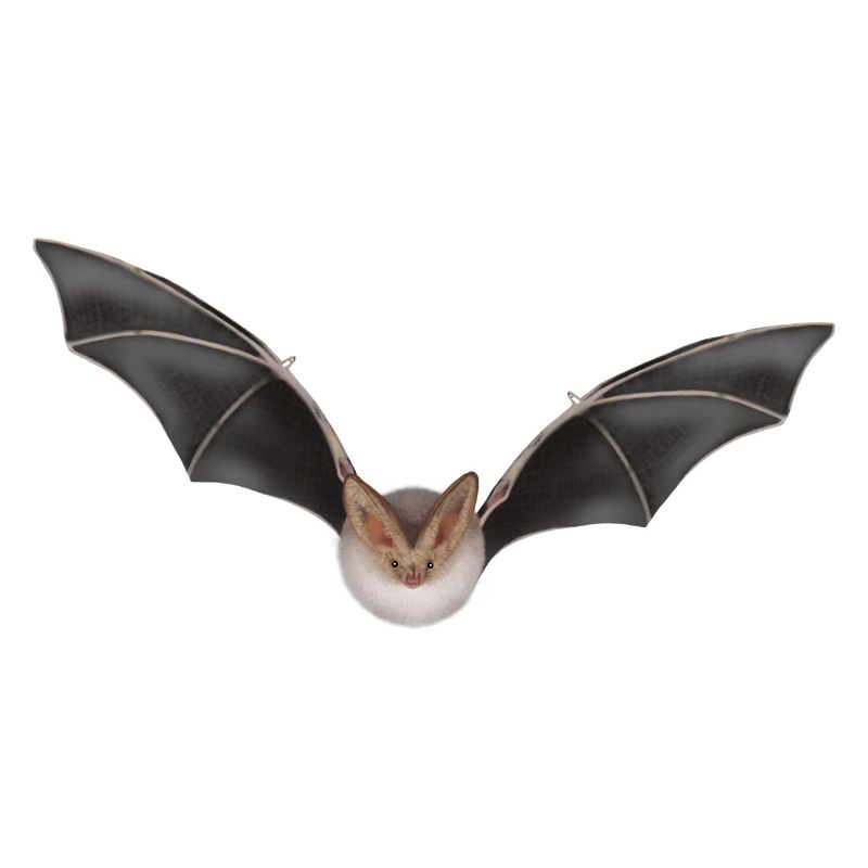 Night Bat Wing Design