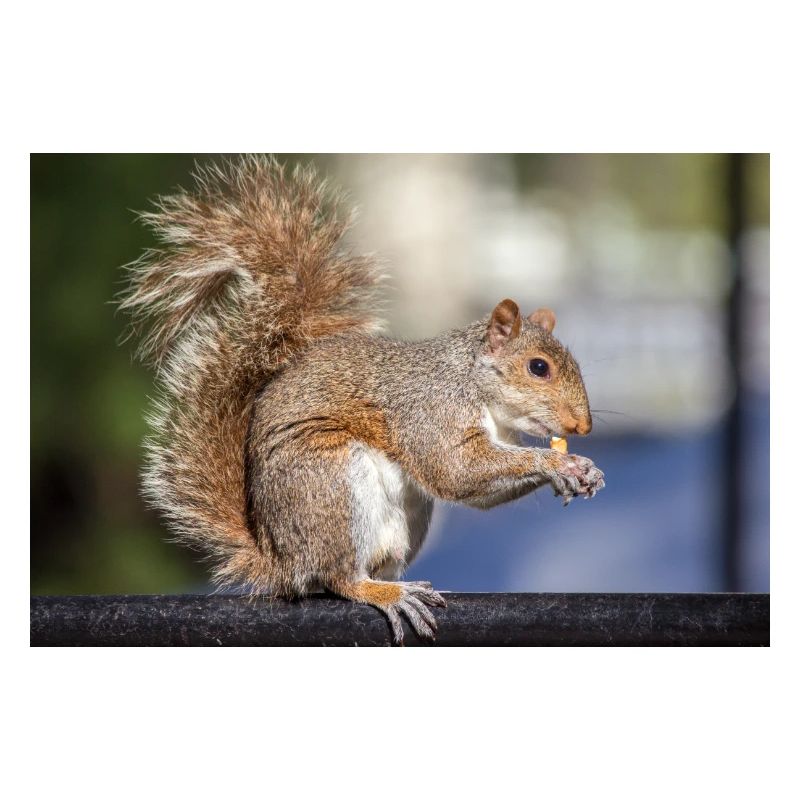 Eating Grey squirrel (in german Grauhörnchen)
