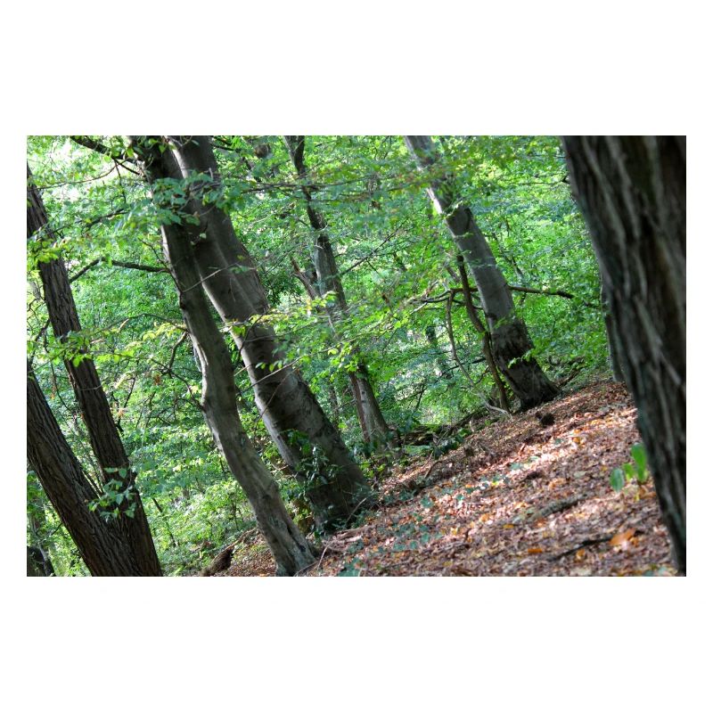 Forest Tree Trees Walk Nature Forester Poster