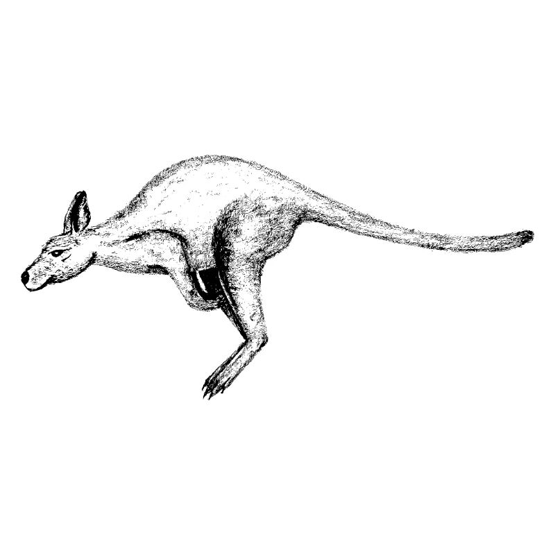 Känguru