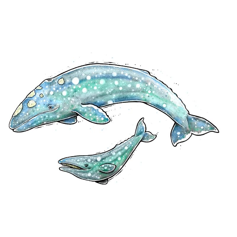 Baleine grise
