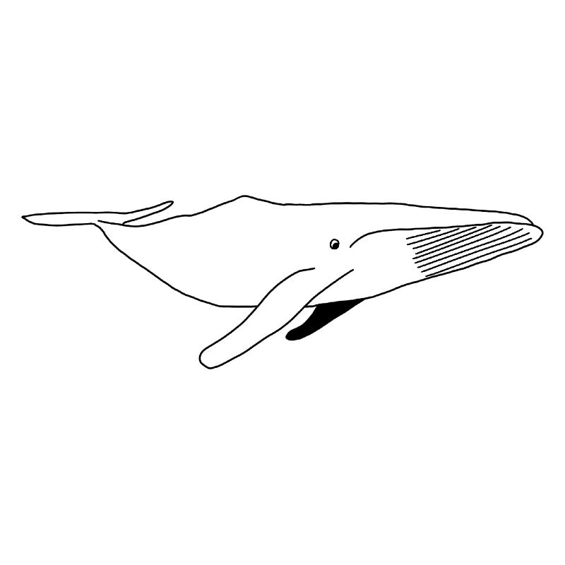 Baleine - noir blanc graphique