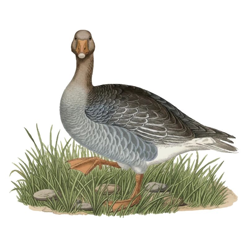 Vintage Graugans-Kunst, Wildtier-Vogelillustration