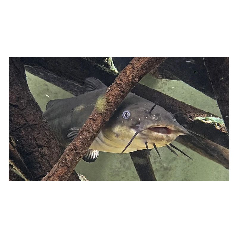 poisson chat aeiurus melas siluriforme xl