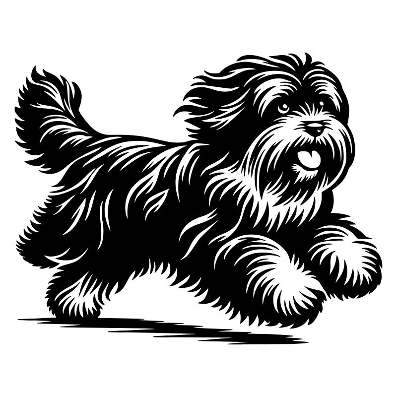 Terrier tibétain