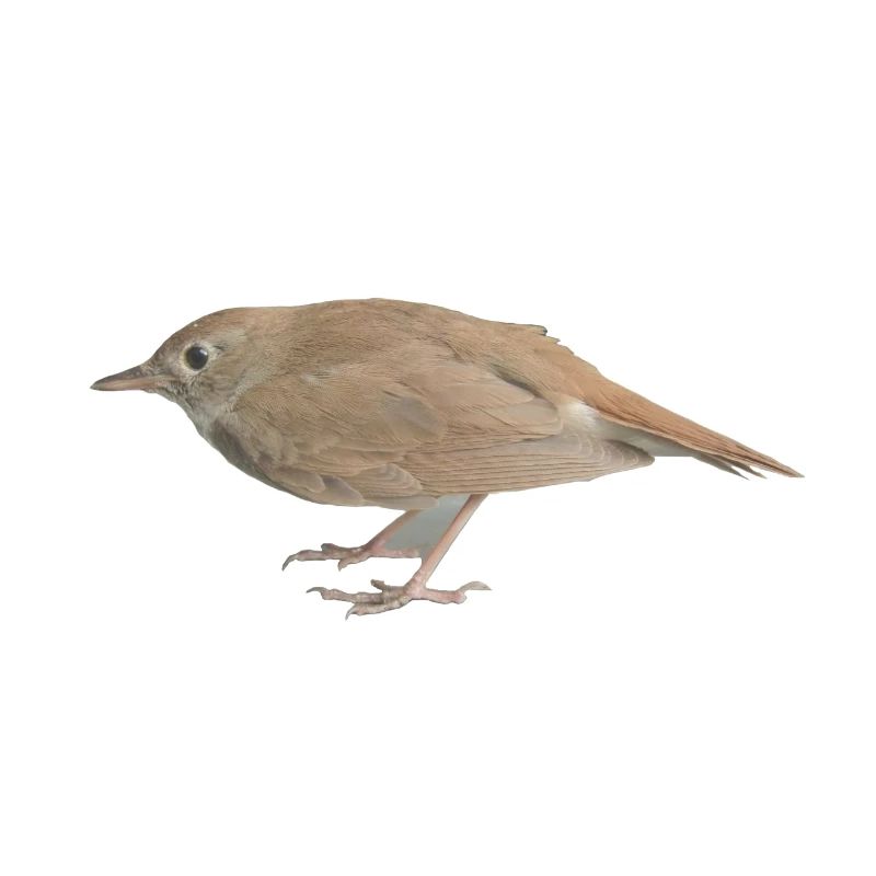 Rossignol oiseau