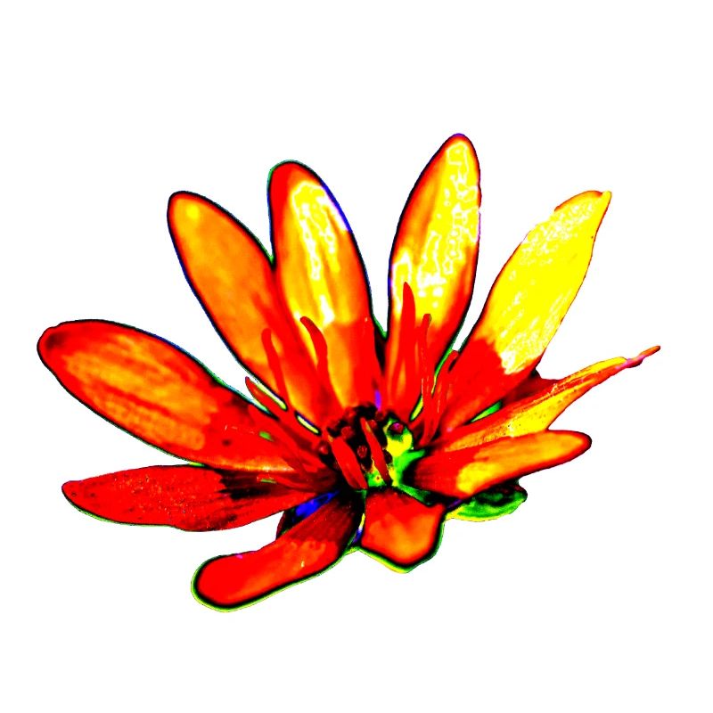 Blume, A730948 1
