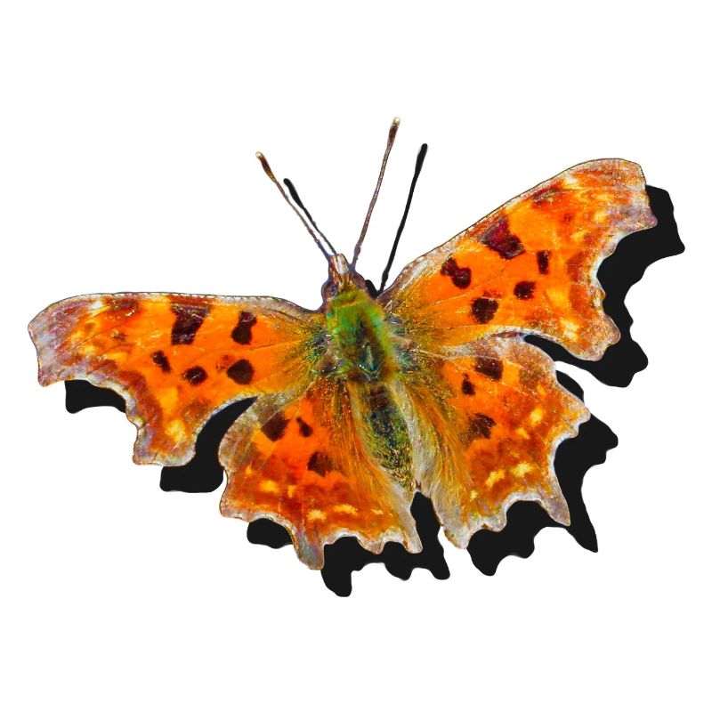 Papillon Orange C-Papillon