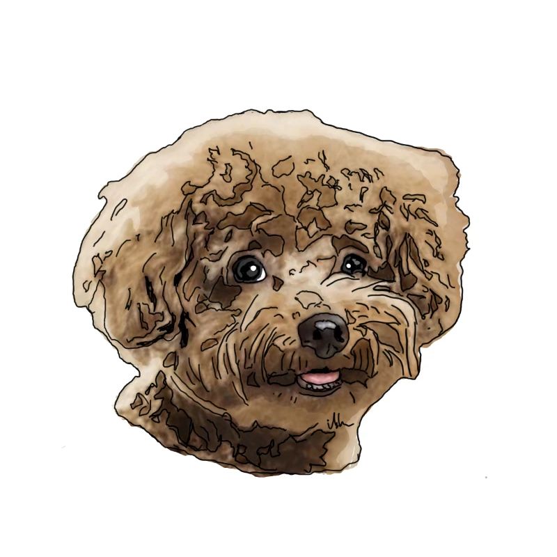 Caniche