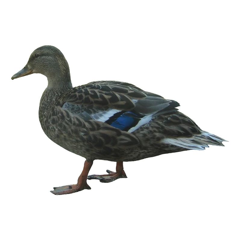 canard colvert