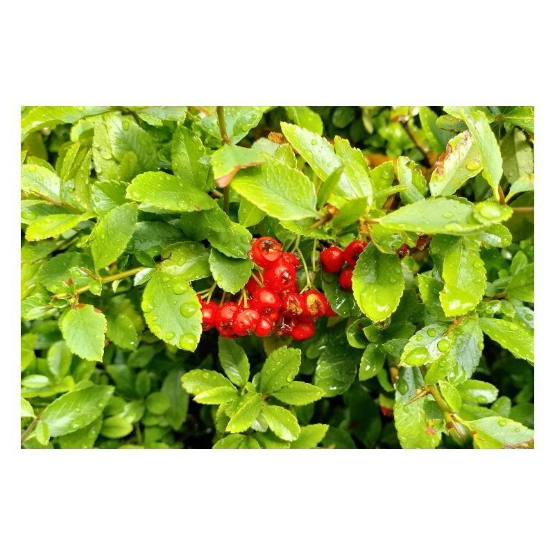 Épine de feu méditerranéenne / Pyracantha coccinea