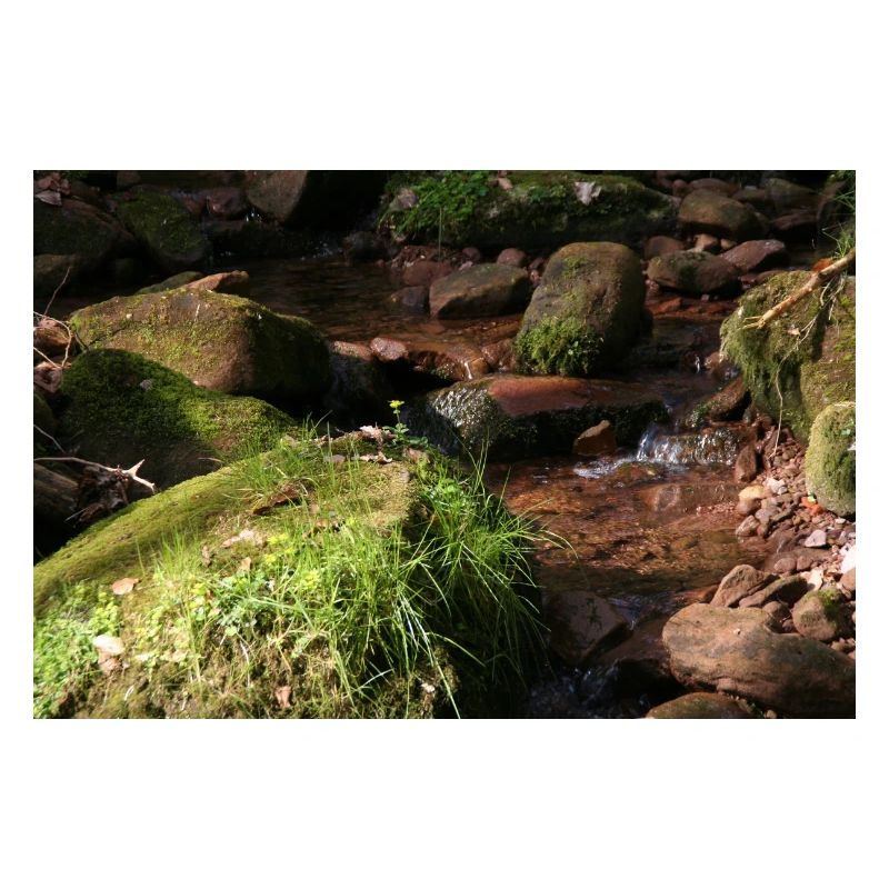 Black Forest Forest Stream