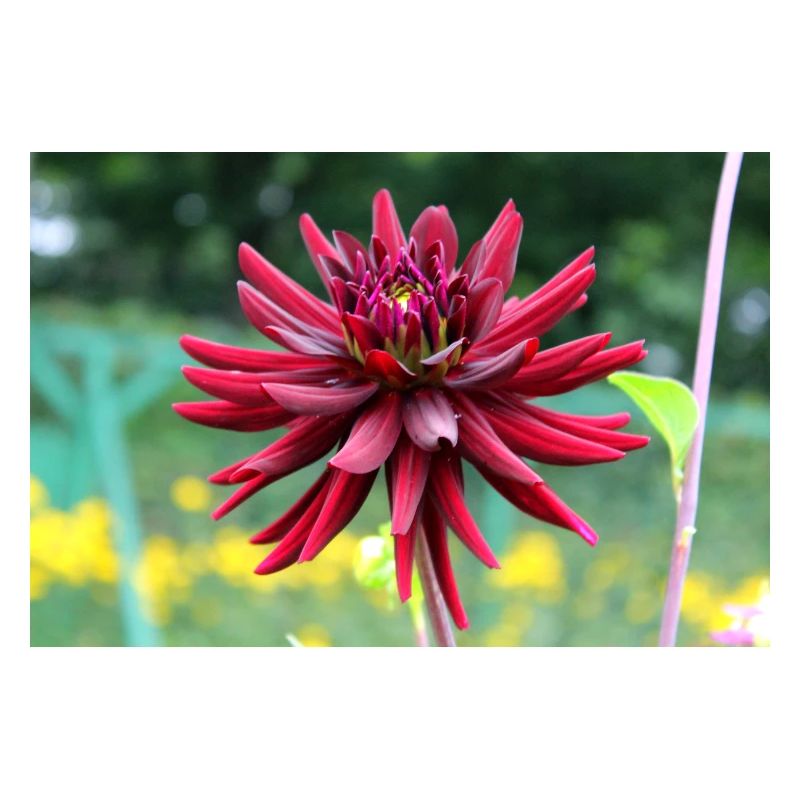 Fleur, Rouge, Fleur Rouge