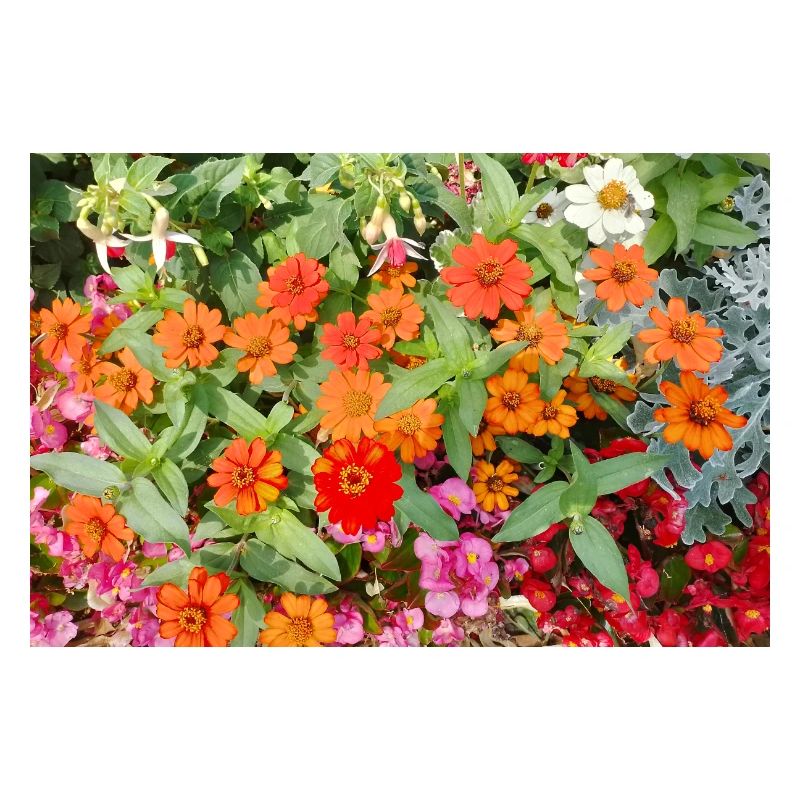 Jardin fleuri – Atmosphère colorée